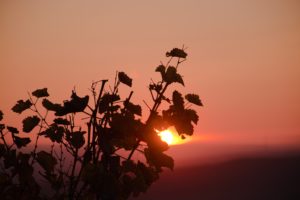 couché de soleil vigne