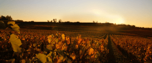 couché de soleil sur les vignes